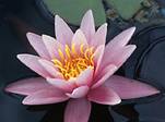acupuncture, Berkeley, Oakland, San Francisco, Albany, Richmond, El Cerrito, Lafayette, Orinda, acupuncturist, Ayurveda, herbs, Chinese medicine, alternative medicine, eastern medicine, healing, TCM, Traditional Chinese Medicine, practitioner